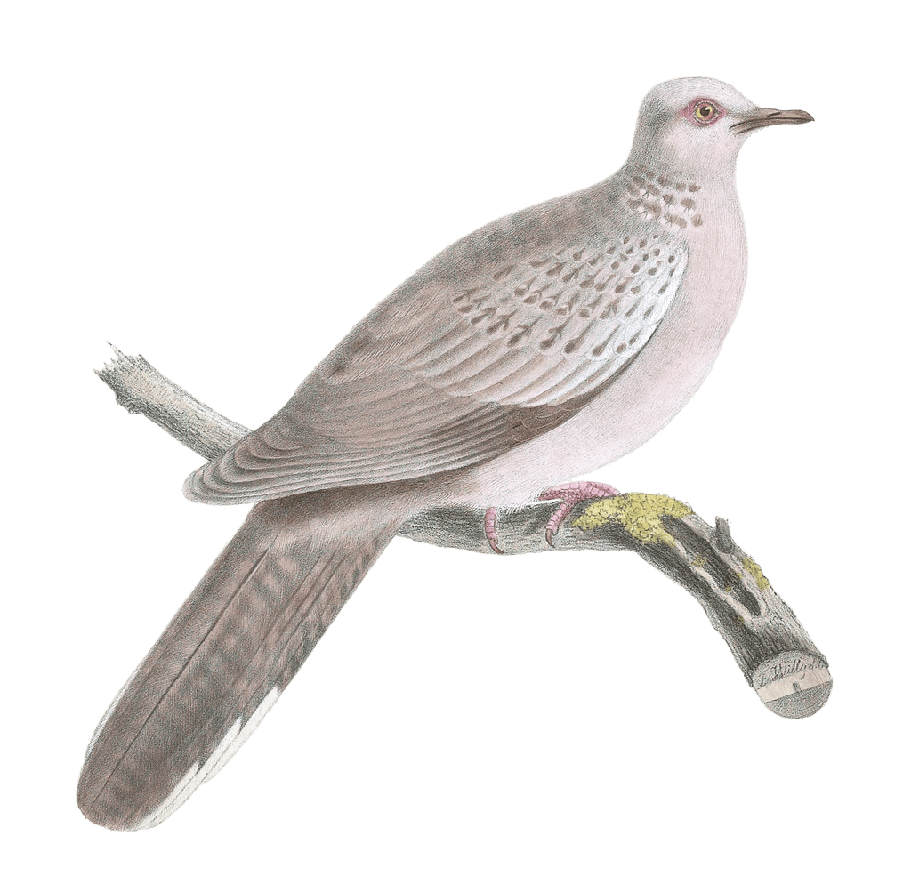 Turtur Isabellinus Vintage Dove Illustrations In The Public Domain