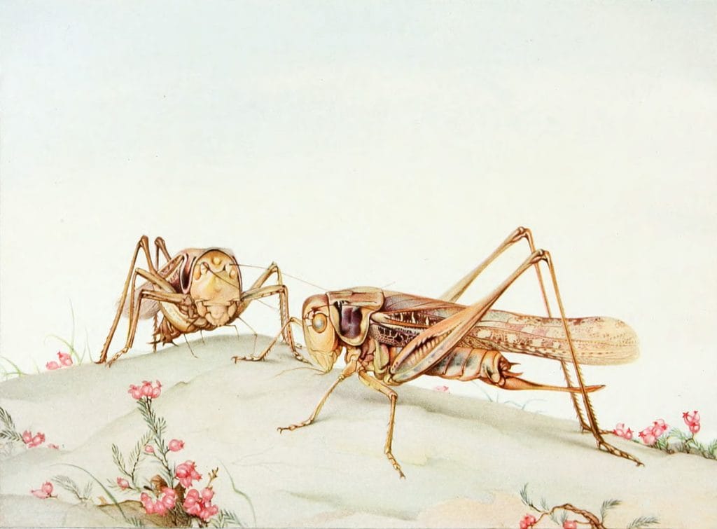 Two Strange Grasshoppers Vintage Illustration Of Insects