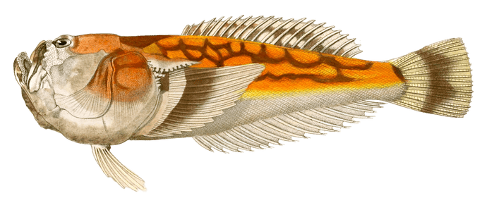 Uranoscope Sans Vintage Fish Illustrations In The Public Domain