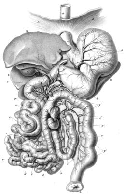 Vintage Anatomy Illustration Internal Organs
