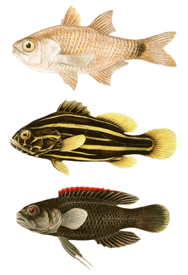 Various Vintage Illustrations Of Fish 1