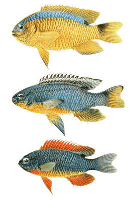 Various Vintage Illustrations Of Fish 10