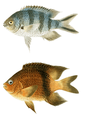 Various Vintage Illustrations Of Fish 11
