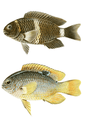 Various Vintage Illustrations Of Fish 12