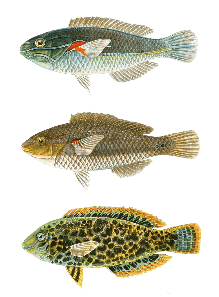Various Vintage Illustrations Of Fish 13