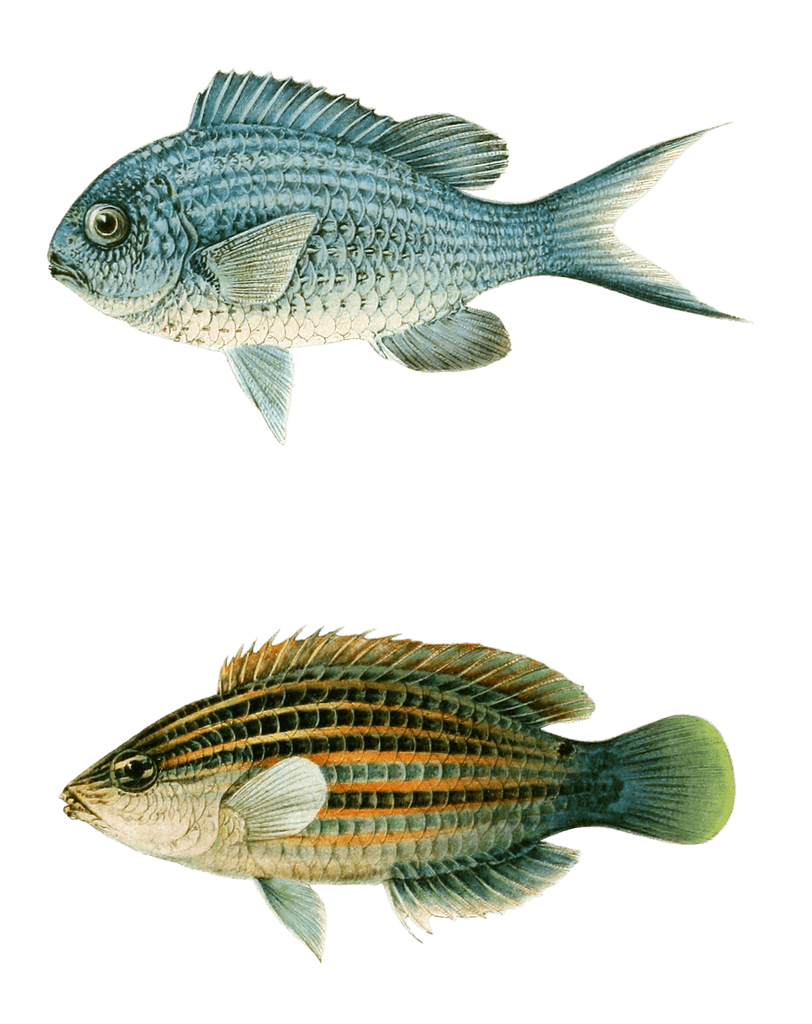 Various Vintage Illustrations Of Fish 14