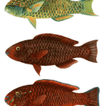 Various Vintage Illustrations Of Fish 16