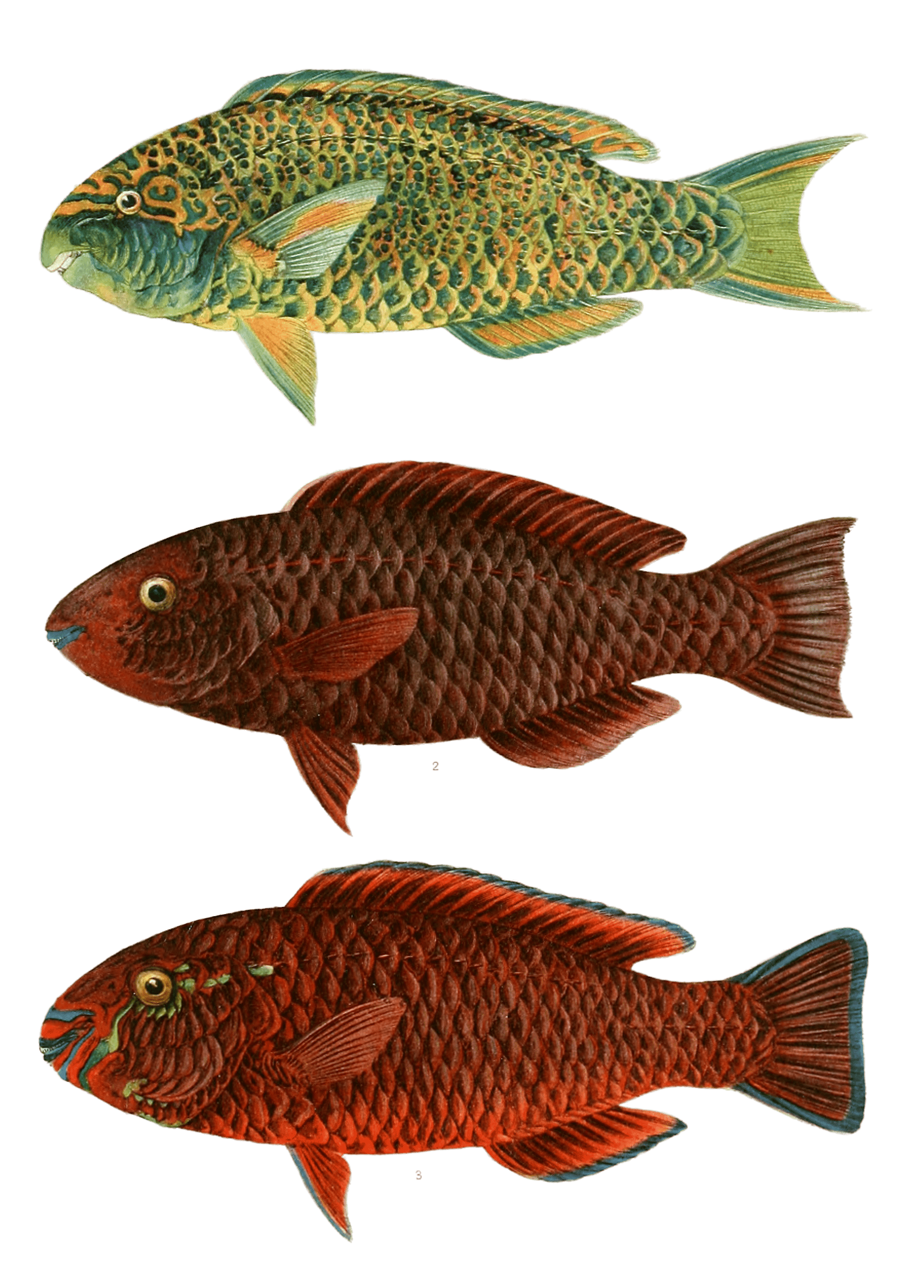 Various Vintage Illustrations Of Fish 16