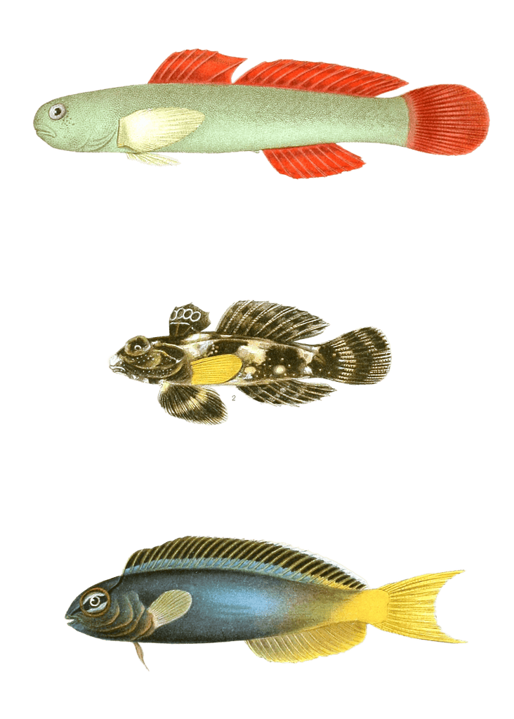 Various Vintage Illustrations Of Fish 2
