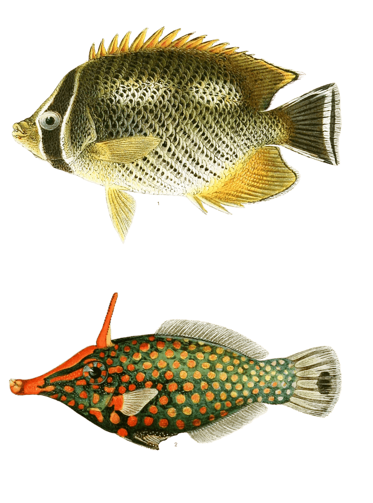 Various Vintage Illustrations Of Fish 5