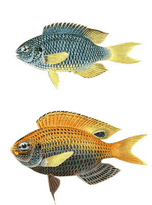 Various Vintage Illustrations Of Fish 7