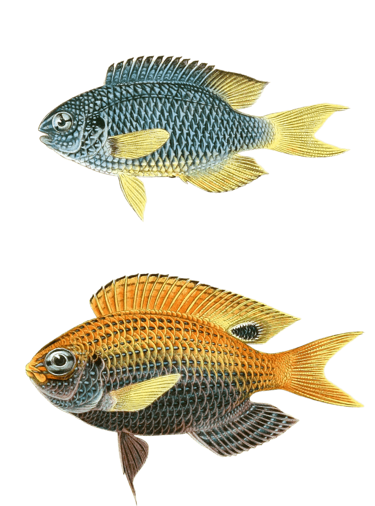 Various Vintage Illustrations Of Fish 7