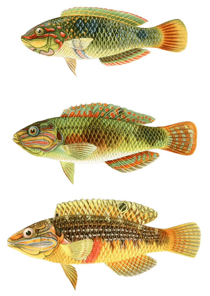 Various Vintage Illustrations Of Fish 8