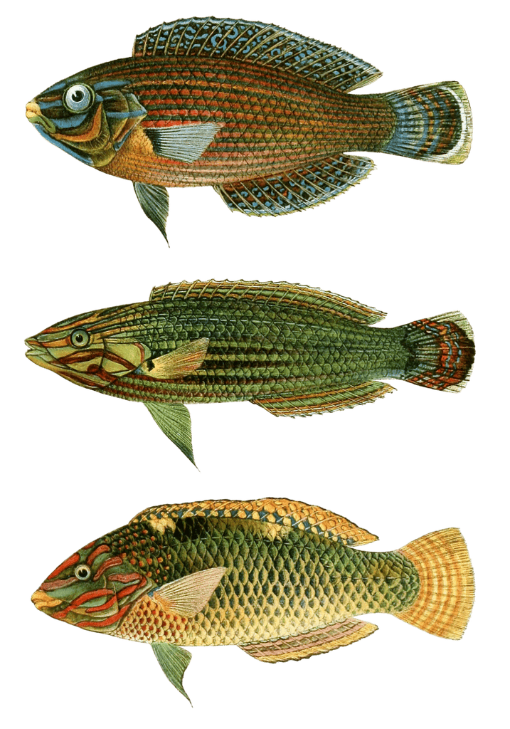 Various Vintage Illustrations Of Fish 9