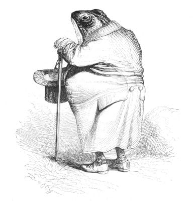 Vintage Anthropomorphic Illustration Of A Large Frog In A Coat