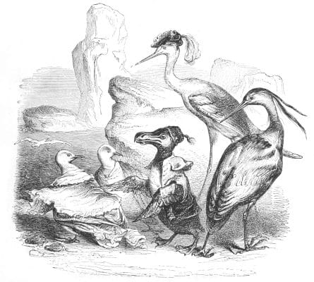 Vintage Anthropomorphic Illustration Of A Various Bird