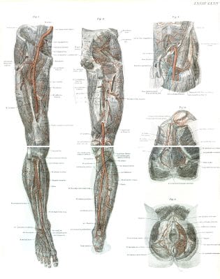 Vintage Human Anatomy Illustrations Of Leg And Male And Femal Genitals