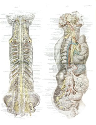 Vintage Human Anatomy Illustrations Of Spinal Cord