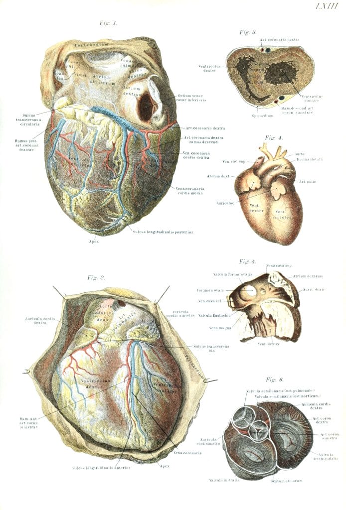 Vintage Human Anatomy Illustrations Of Heart