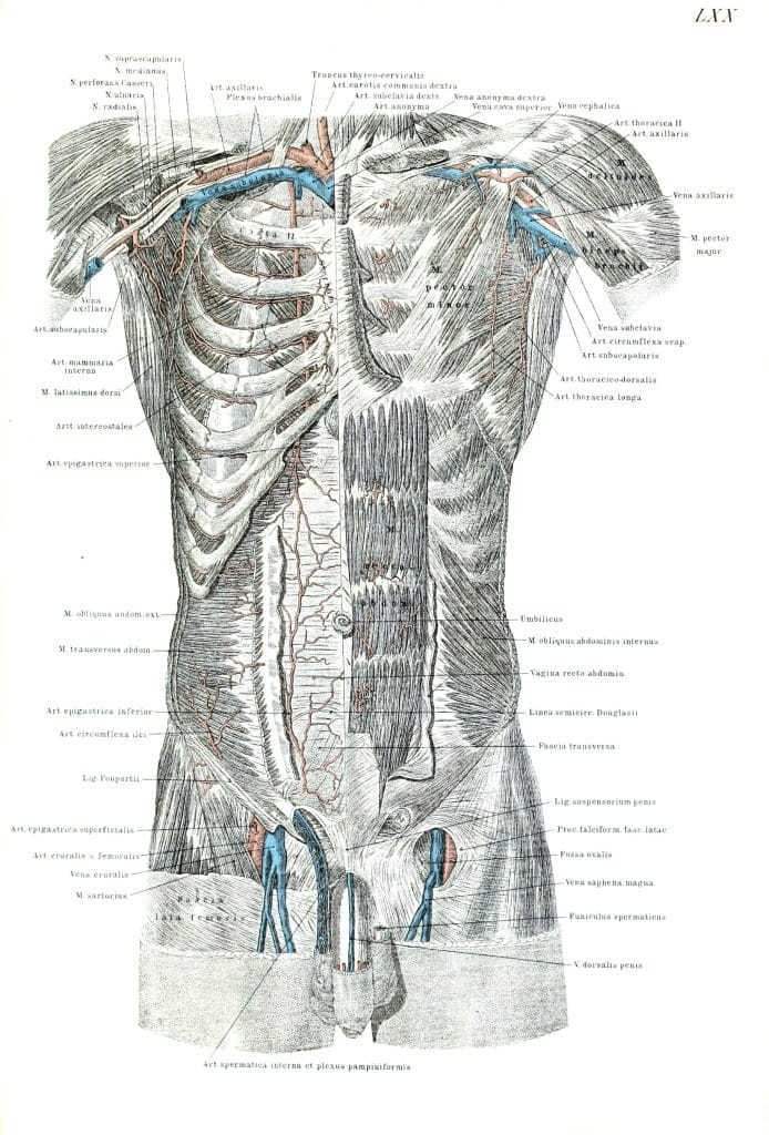 Vintage Human Anatomy Illustrations Of Human Male Veins