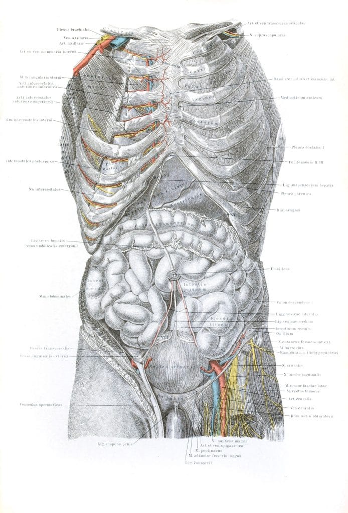 Vintage Human Anatomy Illustrations Of Male Internal Organs