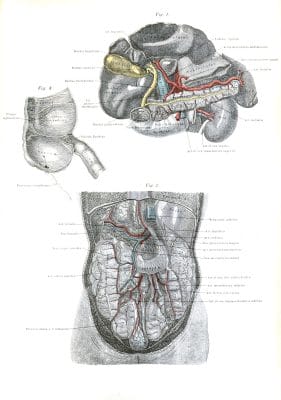 Vintage Human Anatomy Illustrations Organs