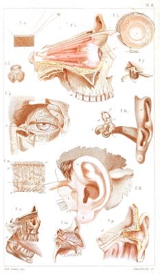 Vintage Human Anatomy Illustration Eye Mouth And Ear