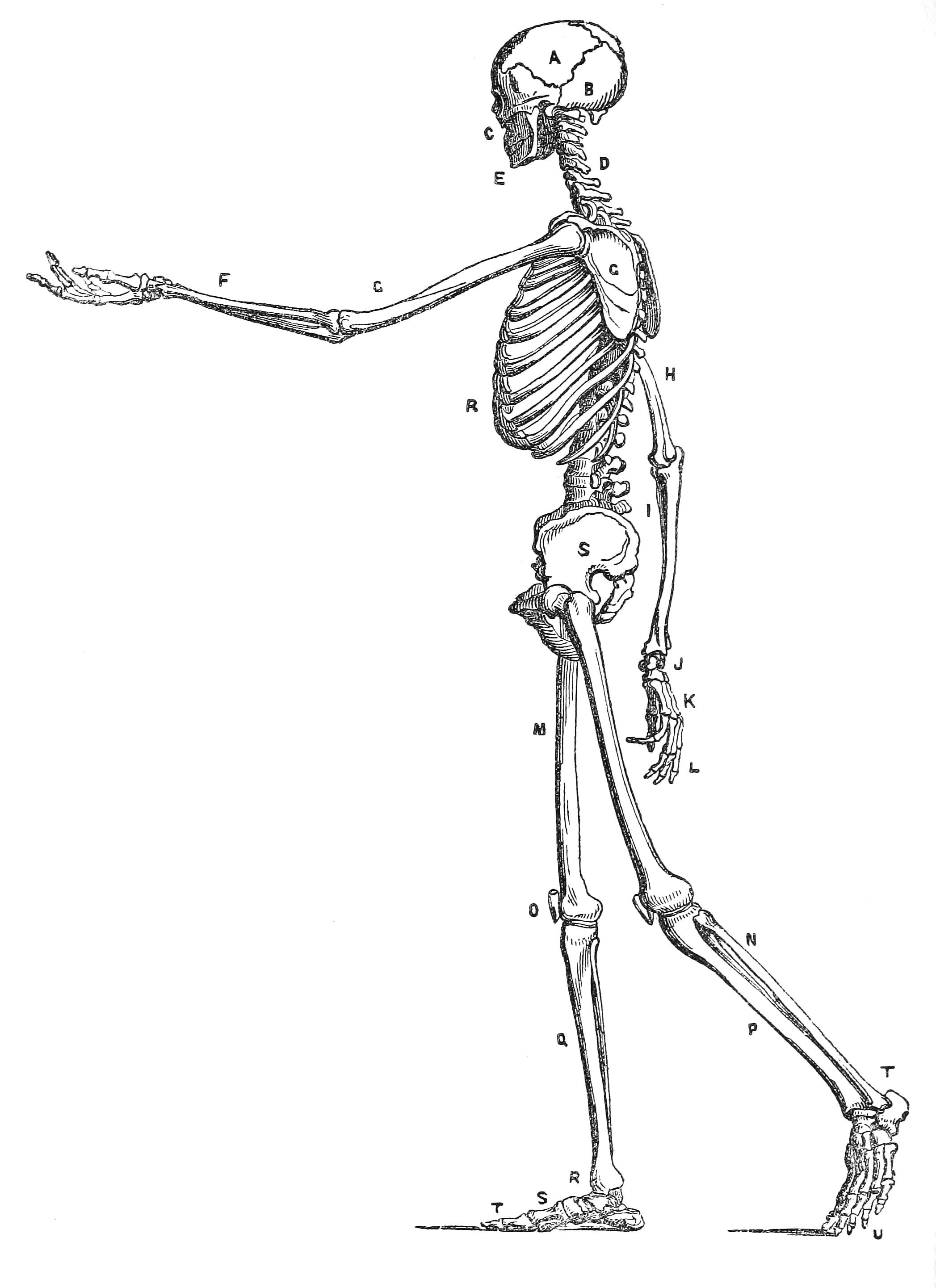 vintage-human-anatomy-illustration-skeleton-side-view-free-vintage