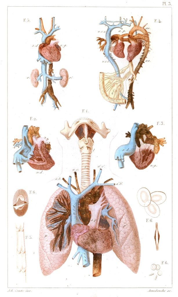 Vintage Human Anatomy Illustration Lungs And Heart