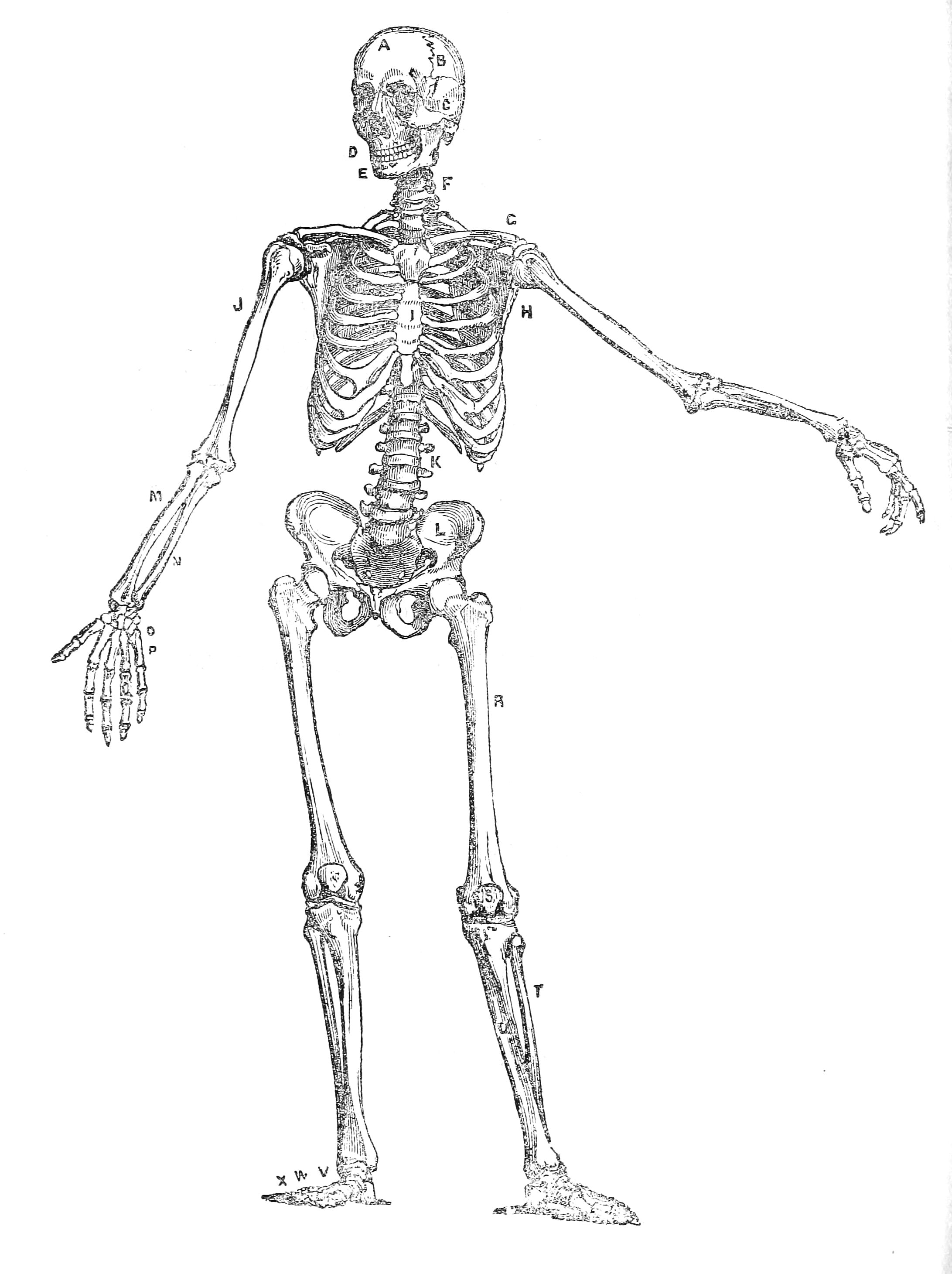 Vintage Human Anatomy Illustration Skeleton Front View - Free Vintage ...