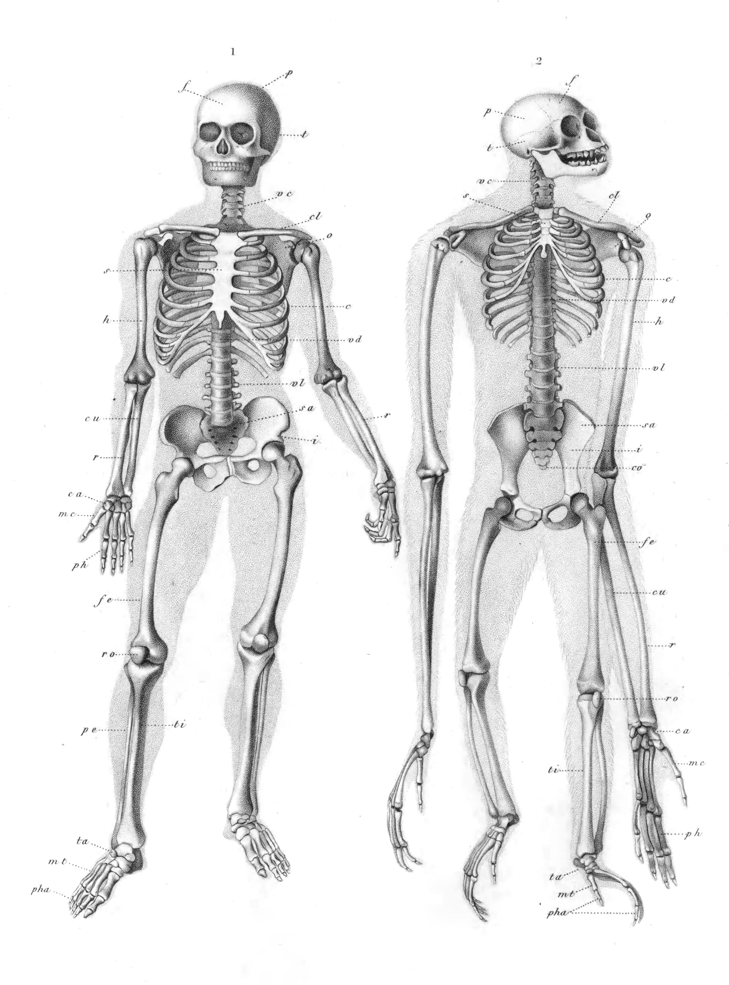 Vintage Human Skeleton Illustration - Free Vintage Illustrations