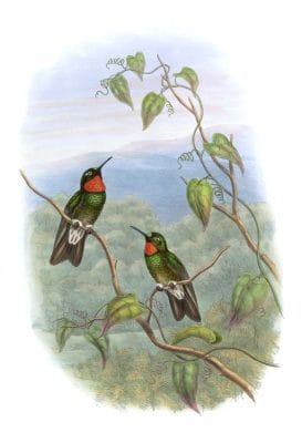 Vintage Illustration Of Ecuadorian Star Frontlet Hummingbird In The Public Domain