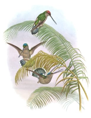 Vintage Illustration Of Ecuadorian Tooth Bill Hummingbird In The Public Domain