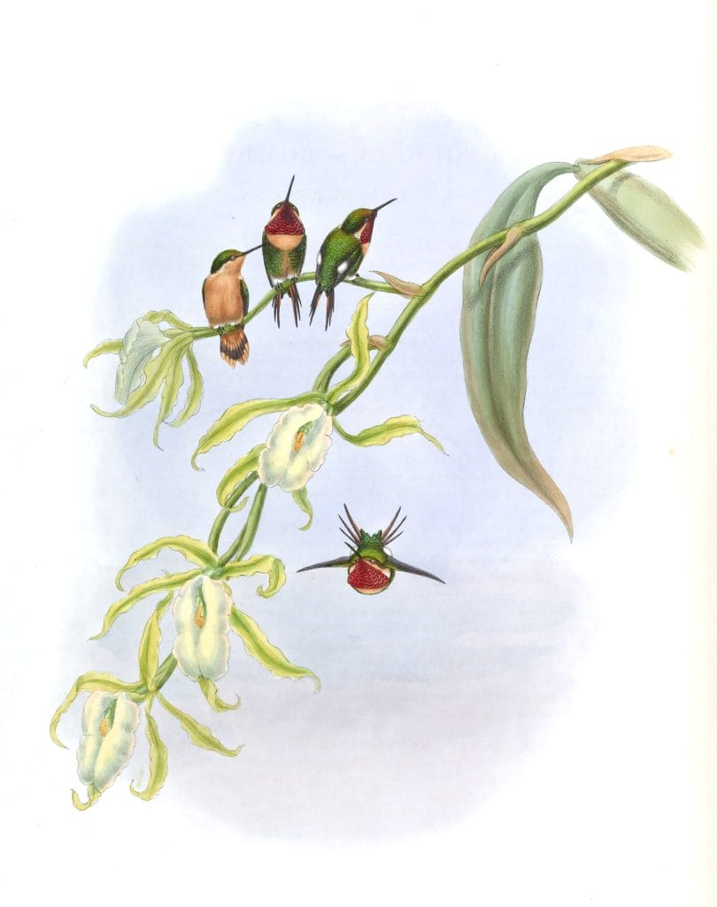 Vintage Illustration Of Little Woodstar Chaetocercus Bombus Hummingbird In The Public Domain