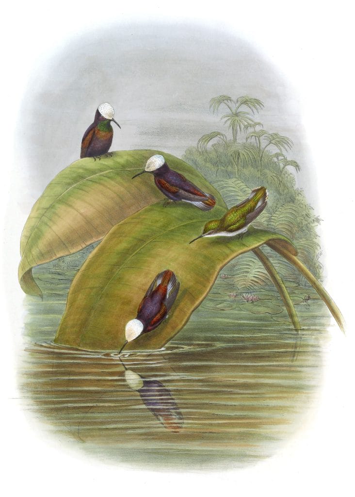 Vintage Illustration Of Purple Snowcap Hummingbird In The Public Domain