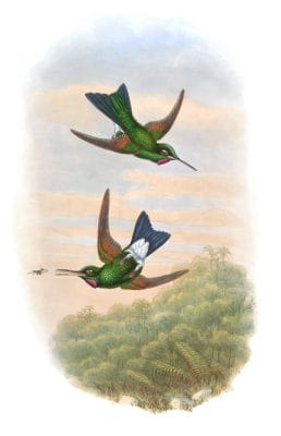Vintage Illustration Of Rufous Webbed Brilliant Hummingbird In The Public Domain