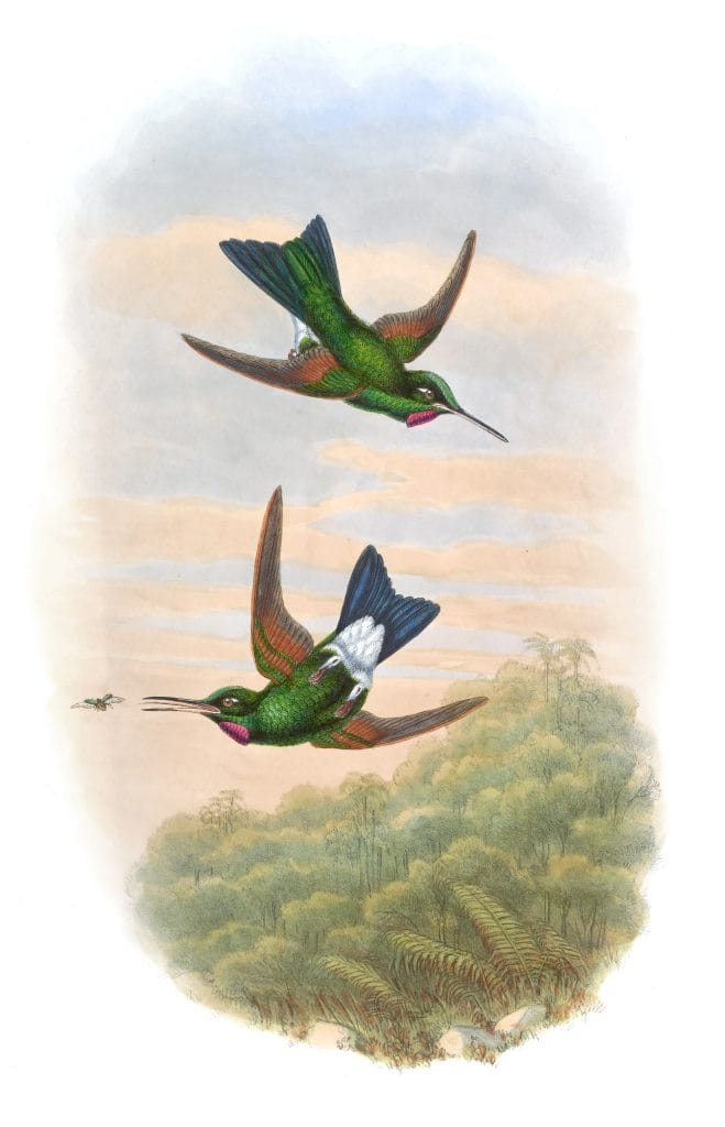 Vintage Illustration Of Rufous Webbed Brilliant Hummingbird In The Public Domain
