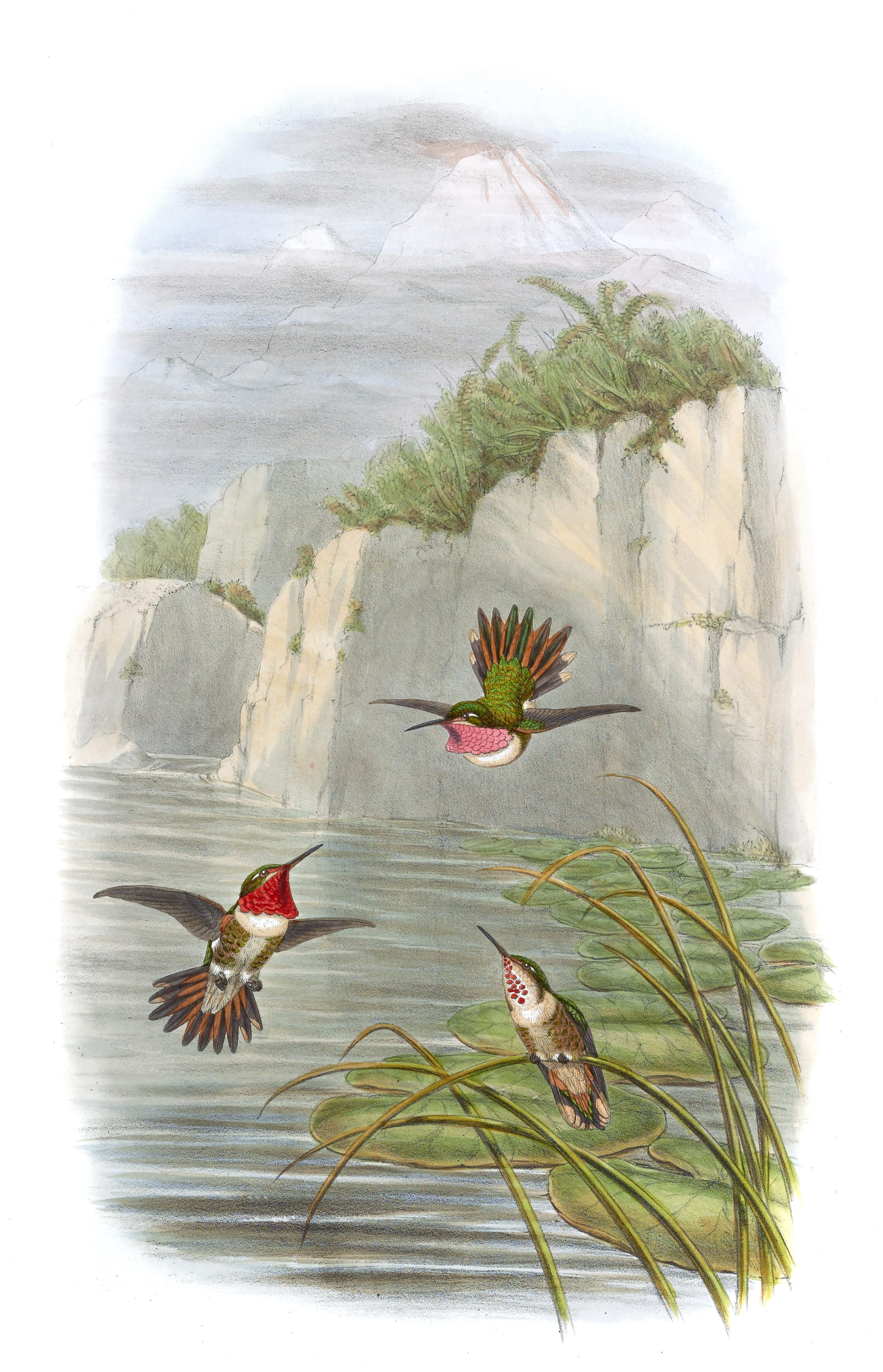Vintage Illustration Of Salvins Flame Bearer Hummingbird In The Public Domain