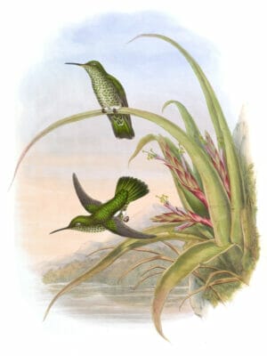 Vintage Illustration Of Spotted Breasted Hummingbird In The Public Domain