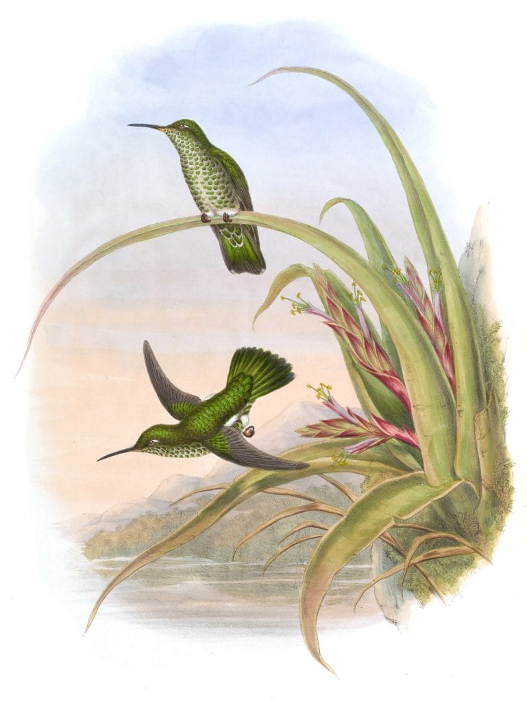 Vintage Illustration Of Spotted Breasted Hummingbird In The Public Domain