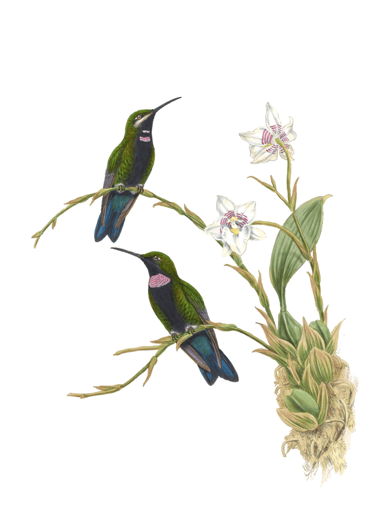Vintage Illustration Of Black Throated Brilliant Hummingbird In The Public Domain