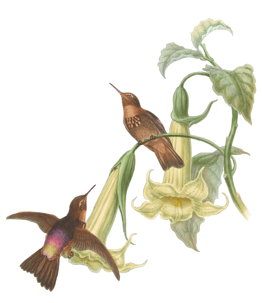 Vintage Illustration Of Black Throated Sunbeam Hummingbird In The Public Domain