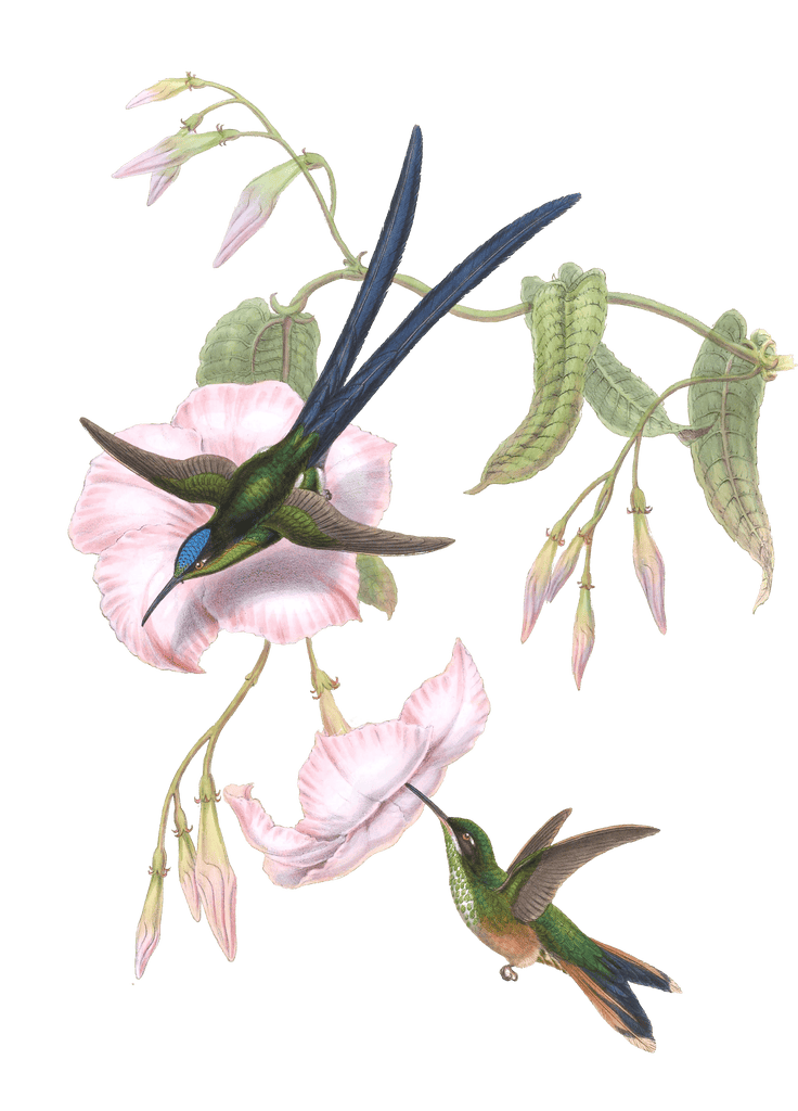 Vintage Illustration Of Great Forked Tailed Hummingbird In The Public Domain