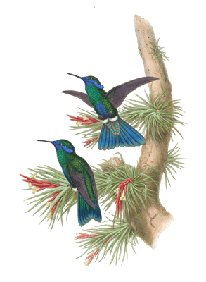 Vintage Illustration Of Guiana Violet Ear Hummingbird In The Public Domain