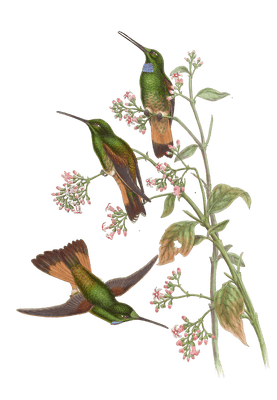 Vintage Illustration Of Jelskis Star Frontlet Hummingbird In The Public Domain