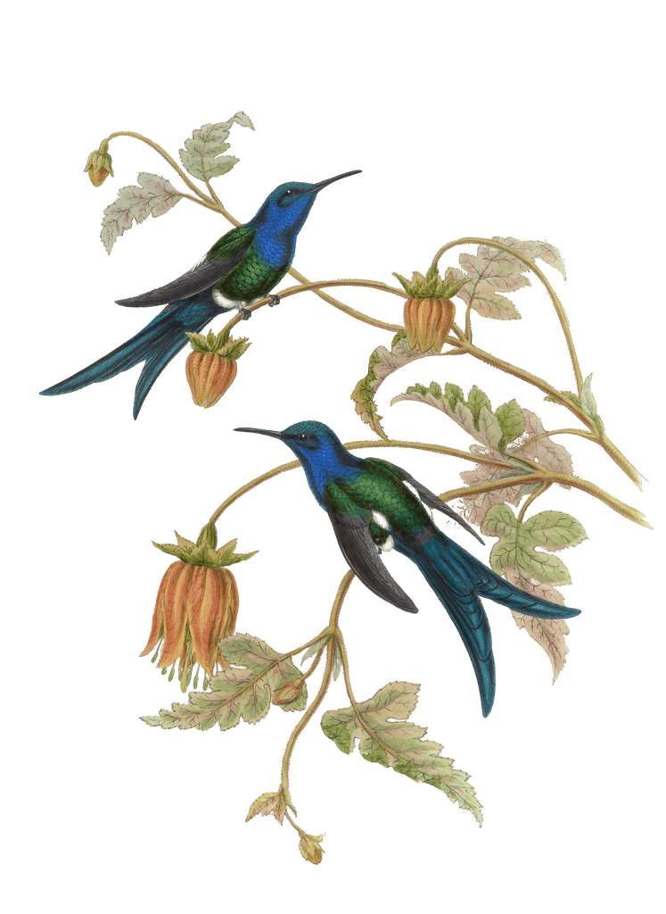 Vintage Illustration Of Mexican Sabre Wing Hummingbird In The Public Domain