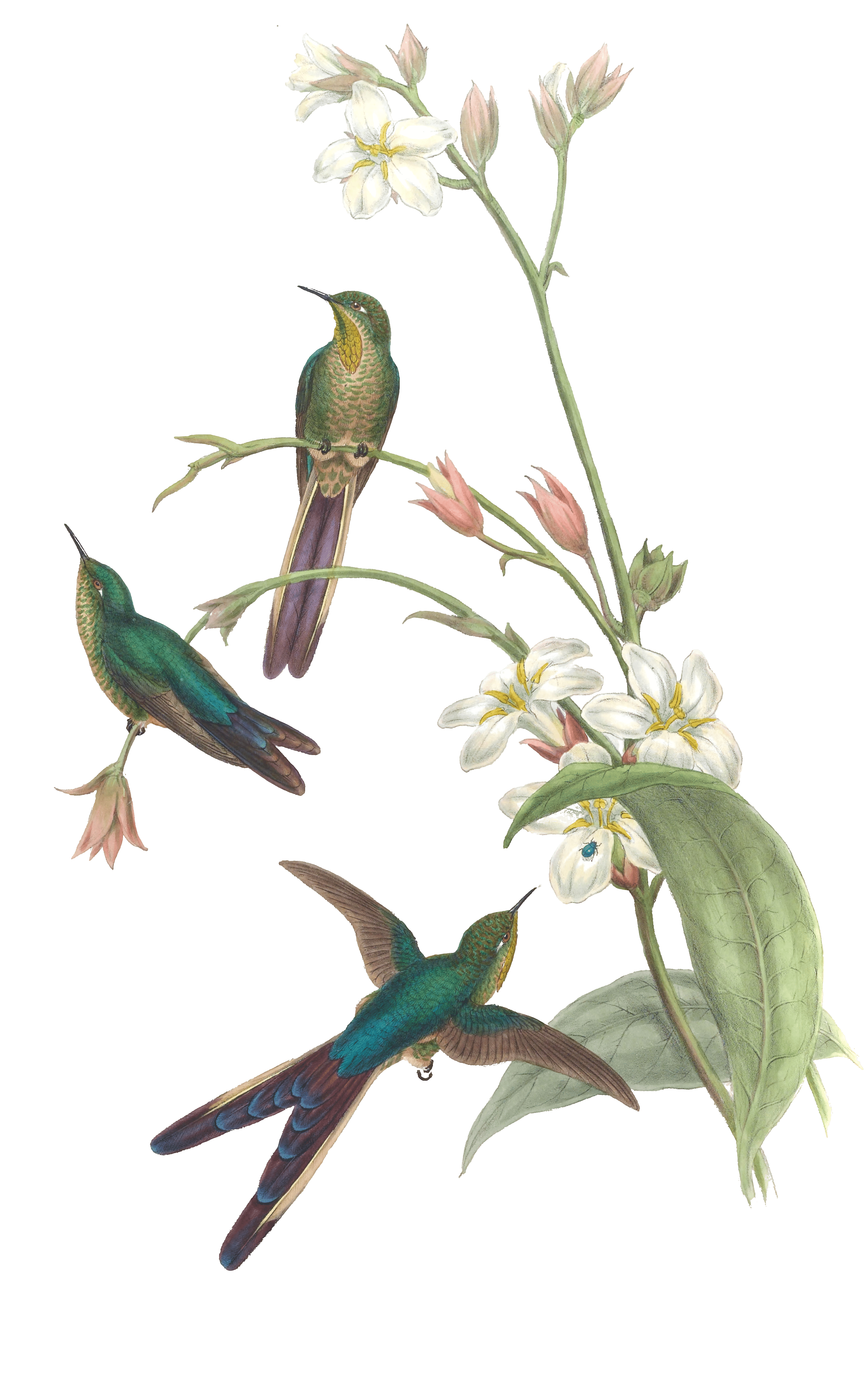 Vintage Illustration Of Purple Tailed Comet Hummingbird In The Public Domain