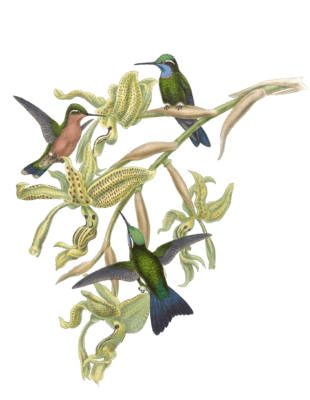 Vintage Illustration Of Purple Throated Mountaingem Hummingbird In The Public Domain