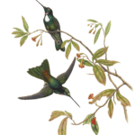 Vintage Illustration Of Traviess Inca Hummingbird In The Public Domain
