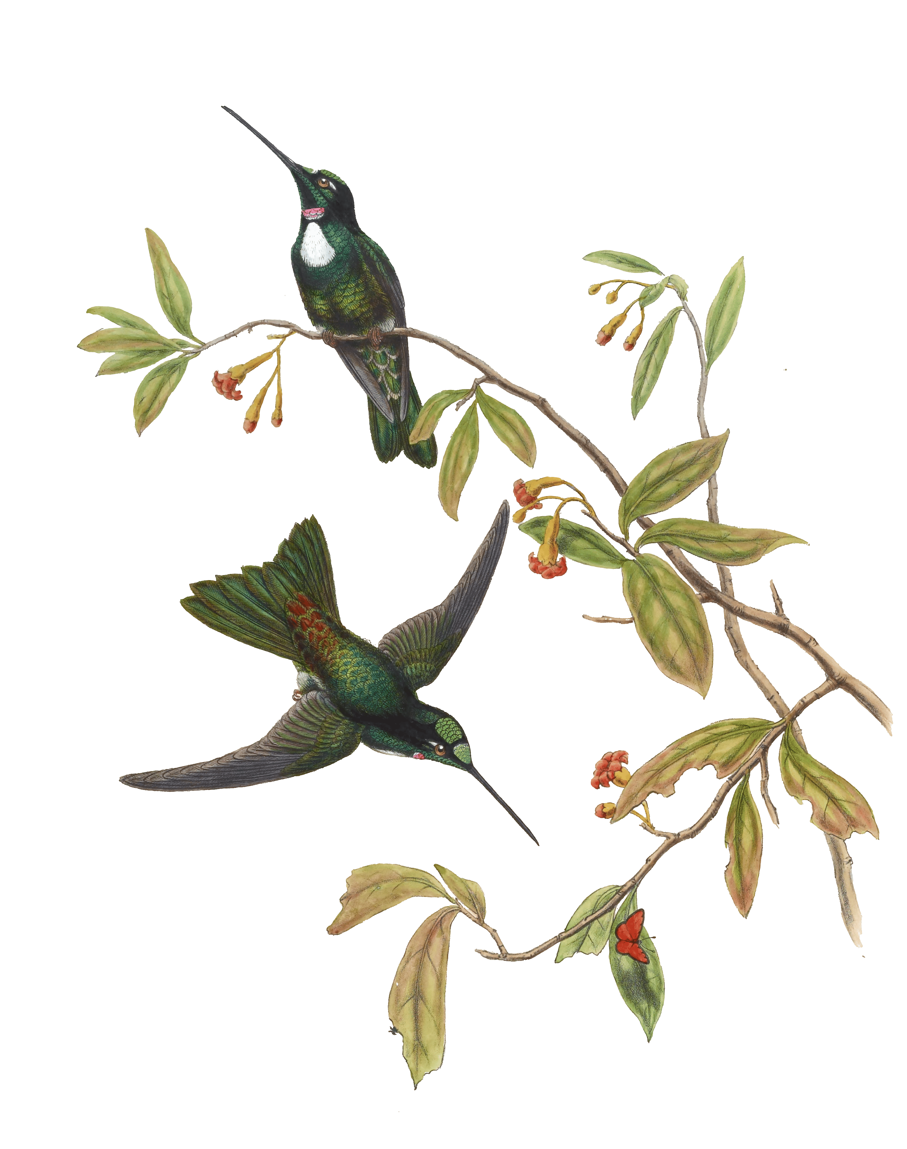 Vintage Illustration Of Traviess Inca Hummingbird In The Public Domain